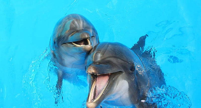 Two dolphins swim in the pool