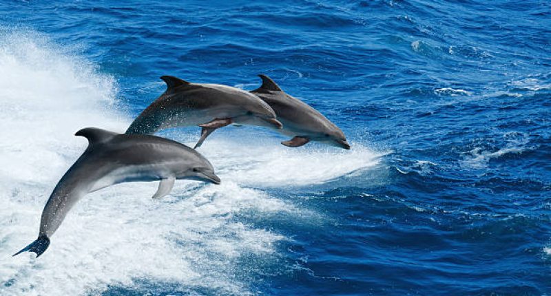 Marine wildlife background - three bottlenone dolphins jumping over sea waves